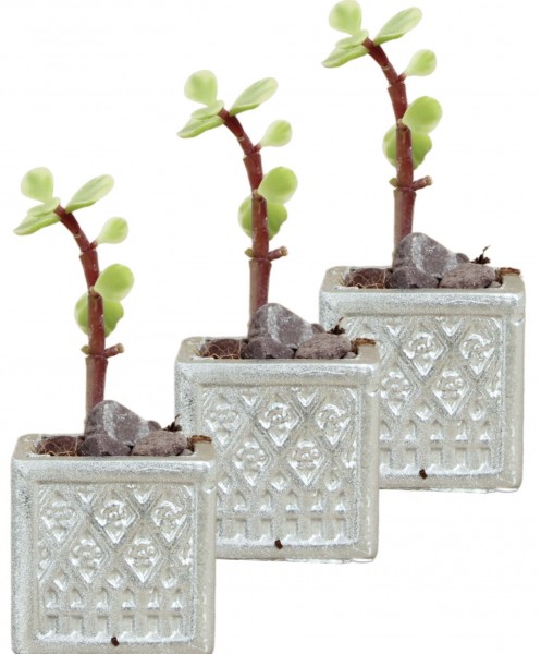 Mini Çiçek Saksı Küçük Sukulent Gümüş Kaktüs Saksısı 3lü Set Mini Kare Model